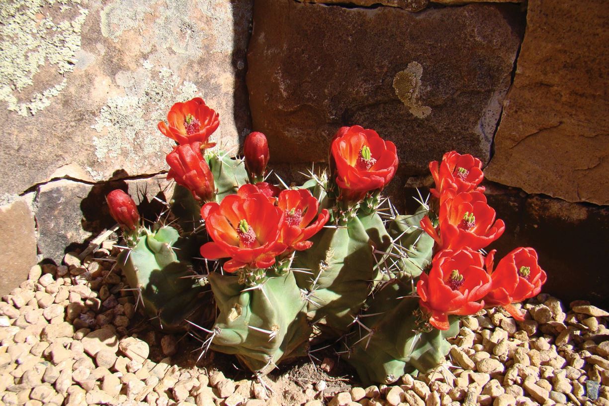 Echinocereus triglochidiatus - kingcup cactus, claret cup hedgehog, claret cup cactus