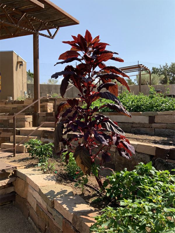 Amaranthus cruentus 'Hopi Red Dye' - 'Hopi Red Dye' amaranth, amaranto 'Hopi Red Dye', komo