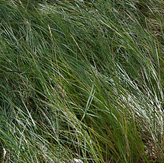 Elymus trachycaulus - slender wheatgrass