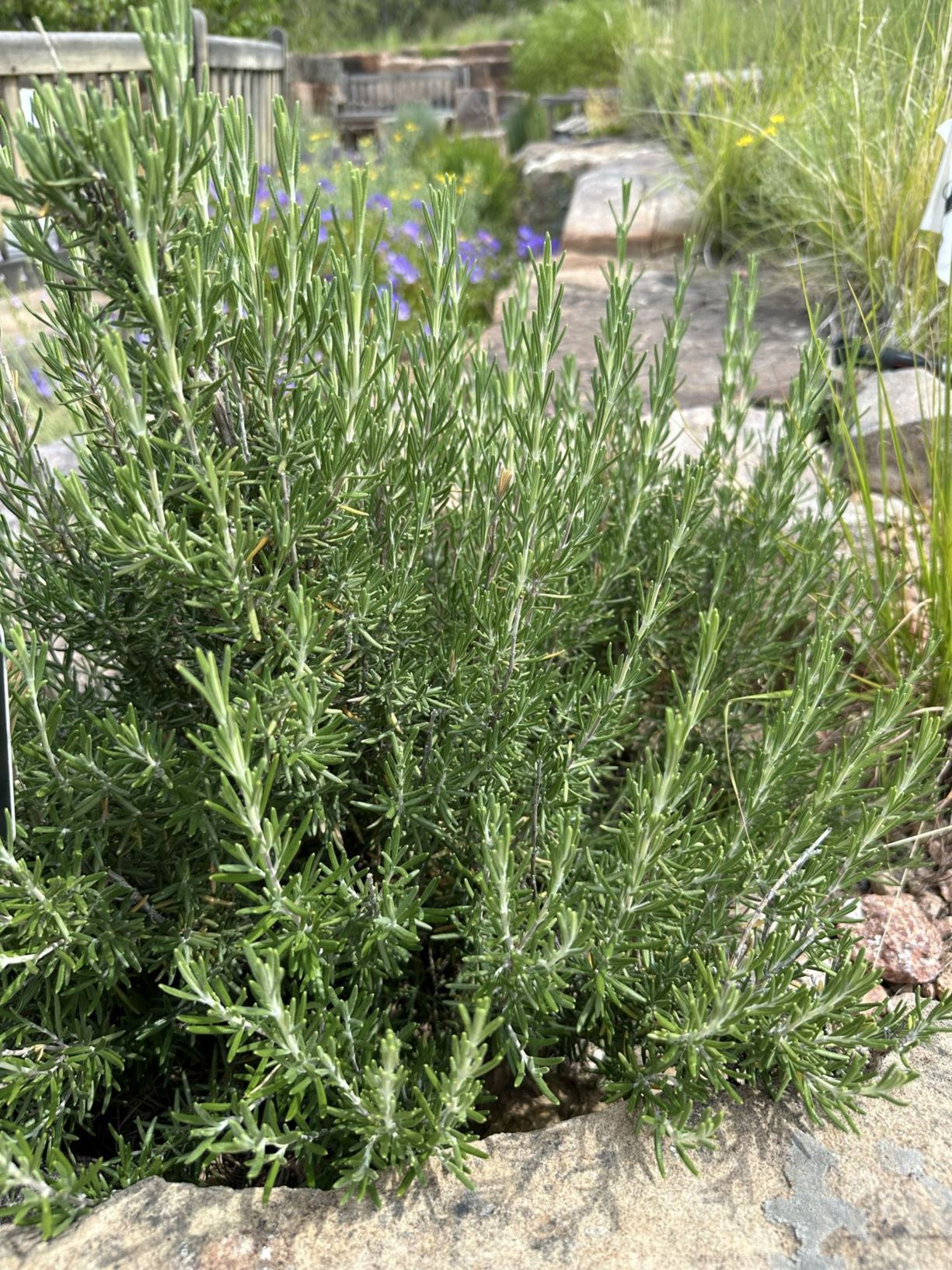 Salvia rosmarinus 'Arp' - 'Arp' rosemary, romero 'Arp'