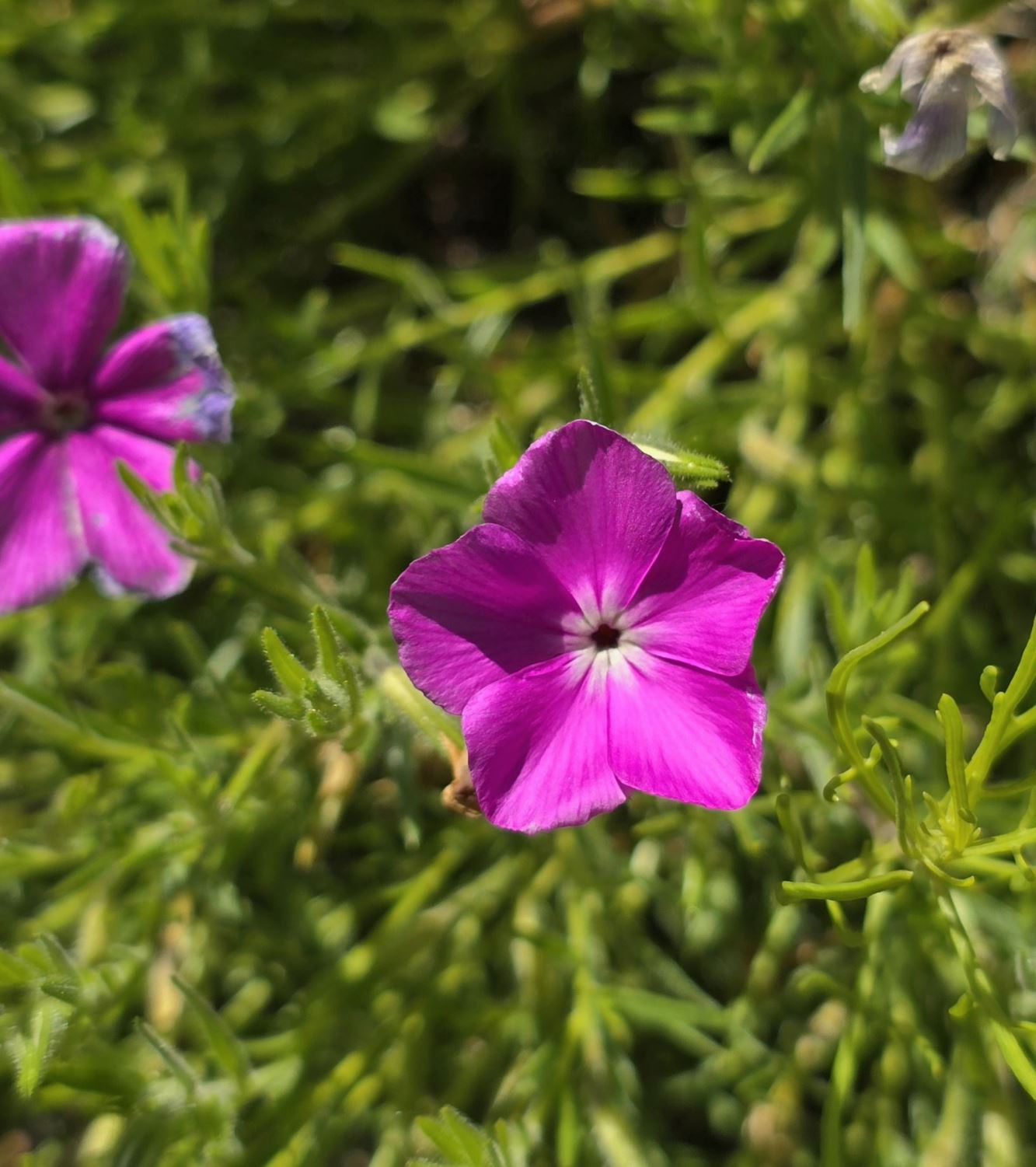 Phlox nana - Santa Fe phlox