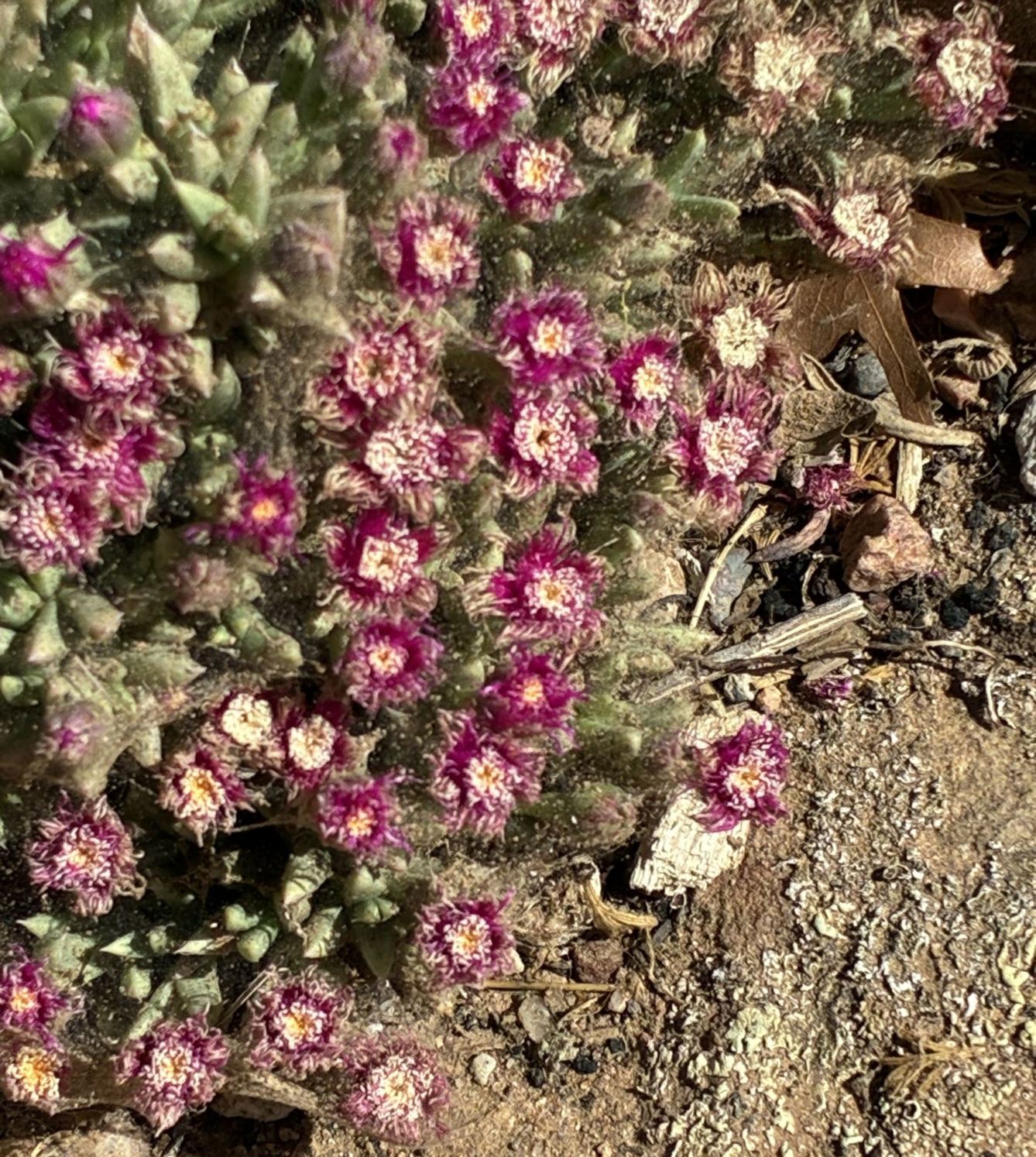 Ruschia pulvinaris - creeping shrubby ice plant