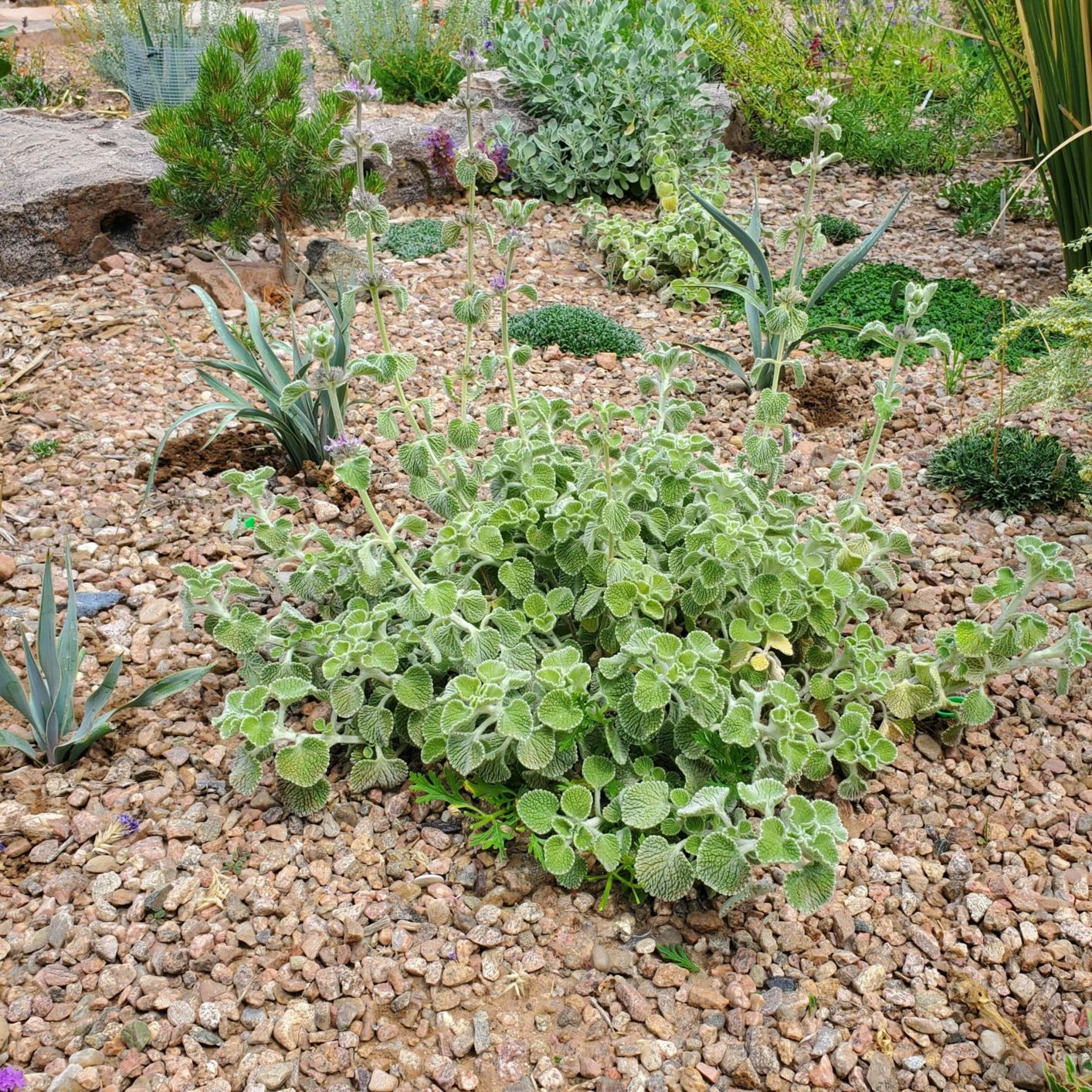 Marrubium rotundifolium - silverheels horehound