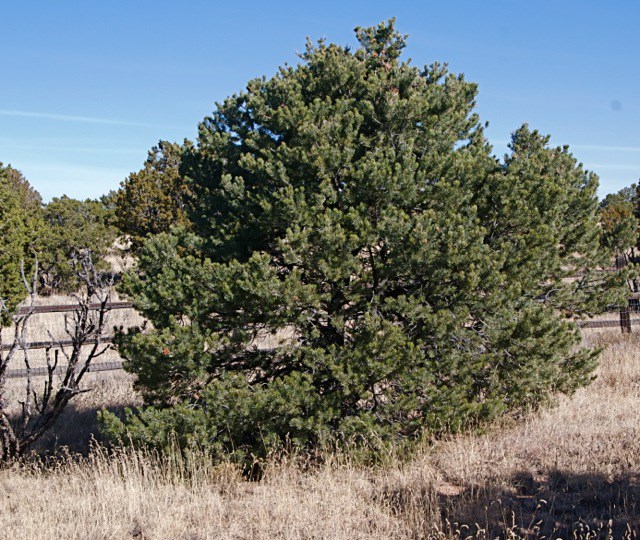 Pinus edulis - piñon pine, pinyon pine, two-needle pinyon, Colorado pinyon, American pinon, piñón