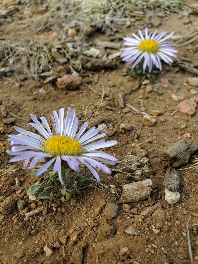 Townsendia parryi - Parry's Townsends daisy