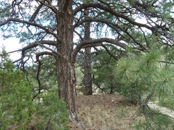 Pinus ponderosa - ponderosa pine, pino real