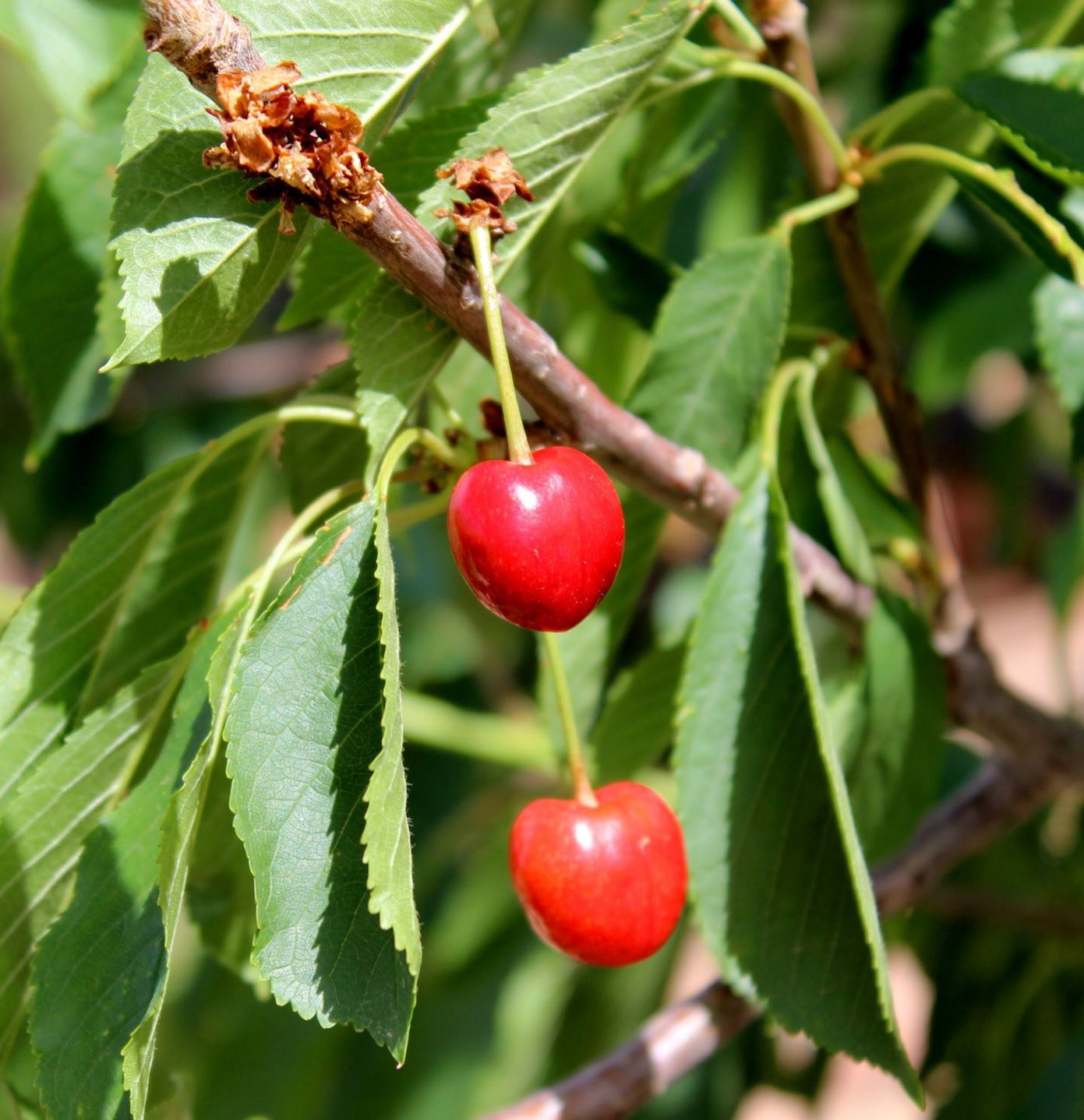Prunus avium 'Black Gold' - 'Black Gold' cherry