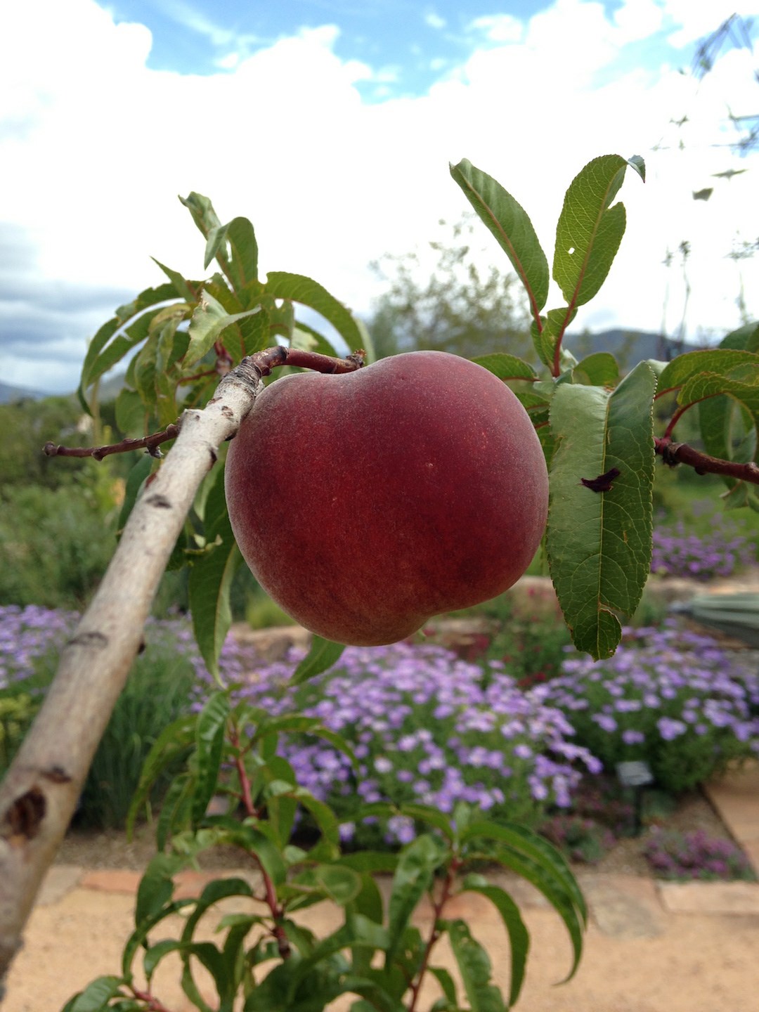 Prunus persica 'Contender' - 'Contender' peach