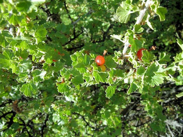 Ribes cereum - wax currant, squaw currant