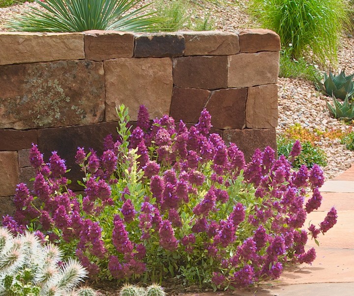Salvia pachyphylla - Mojave sage, giant purple desert sage, blue sage, rose sage, salvia rosa