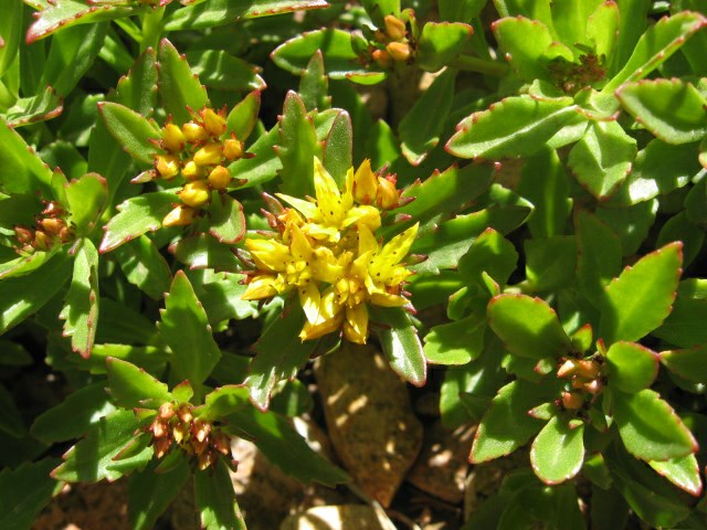 Sedum kamtschaticum - Kamschatka sedum
