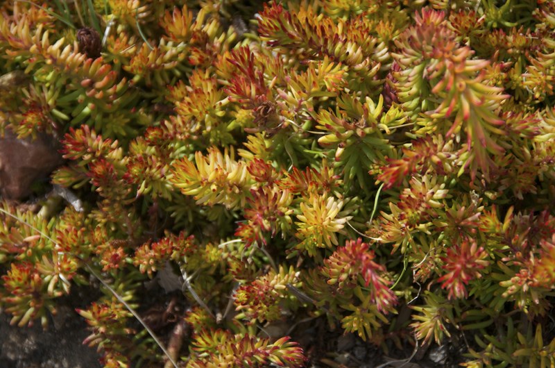 Sedum rupestre 'Angelina' - 'Angelina' stonecrop, 'Angelina' golden sedum