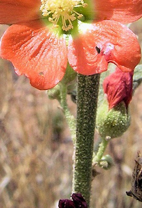 Sphaeralcea angustifolia - narrowleaf globemallow, yerba ...