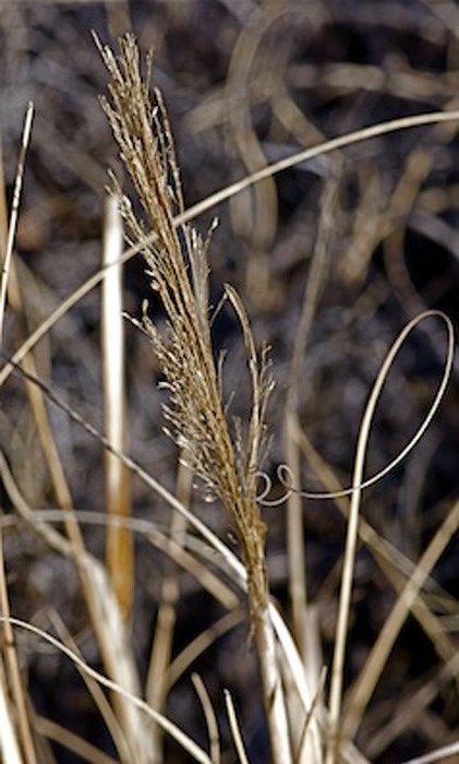 Sporobolus cryptandrus - sand dropseed, zacate de arena, zacate encubierto
