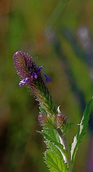 Verbena macdougalii - MacDougal verbena, New Mexico vervain, spike verbena, blue vervain