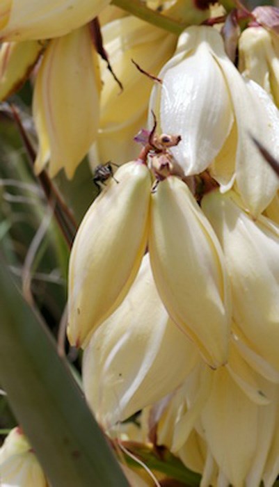 Datil Yucca Yucca baccata - banana yucca, dátil | Santa Fe Botanical Garden