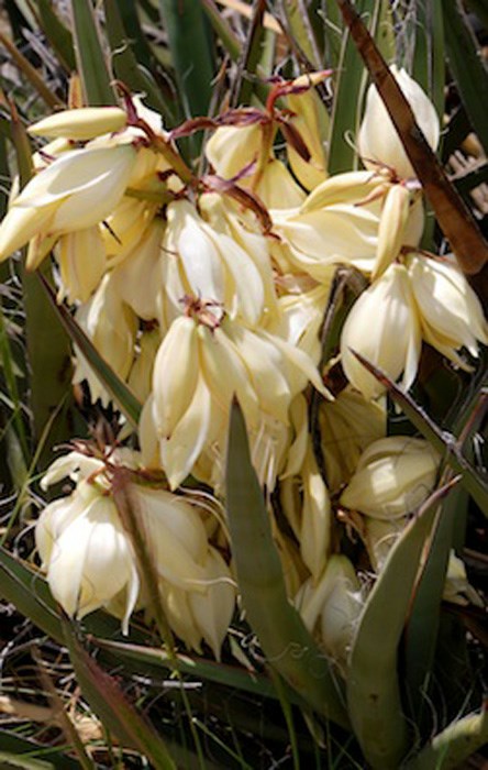Datil Yucca Yucca baccata - banana yucca, dátil | Santa Fe Botanical Garden