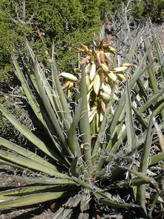 Datil Yucca Yucca baccata - banana yucca, dátil | Santa Fe Botanical Garden