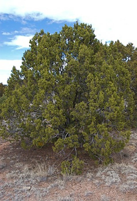 Juniperus monosperma - one-seed juniper, New Mexico cedar, cherrystone juniper, cedro, sabina