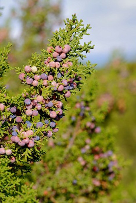 Juniperus Monosperma - One-seed Juniper, New Mexico Cedar, Cherrystone ...