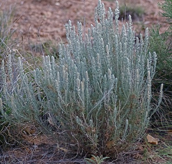 Krascheninnikovia Ceratoides Subsp Lanata Winterfat Winter Sage White Sage Lamb S Tail Santa Fe Botanical Garden